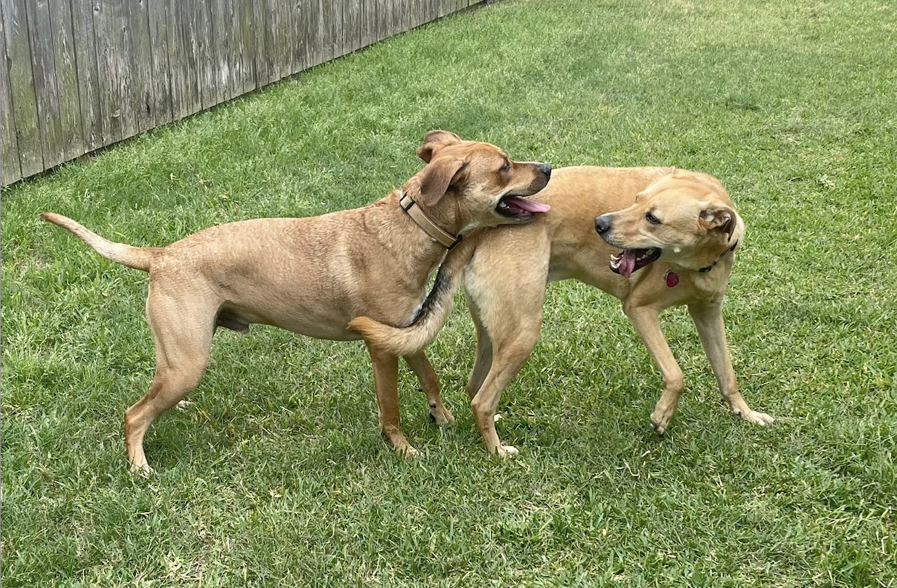 2 adorable rescue dogs playing outside